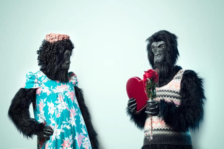 Mister Gorilla verteilt nur Valentinstagsgeschenke, wenn der Inhalt eures Webtexts super ist.
