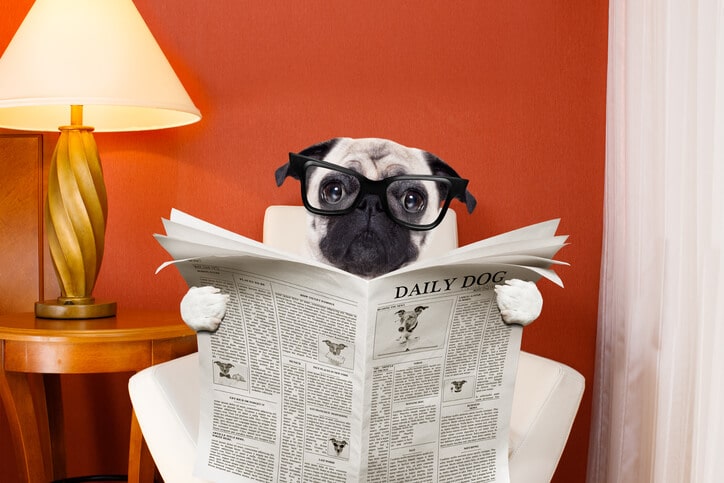 Hund beim Zeitung lesen - Überschriften