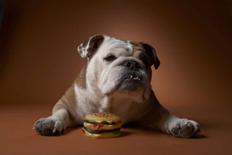Hund mit Burger-Spielzeug aus Plastik