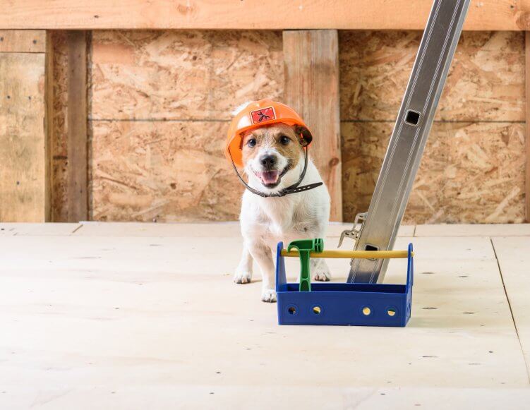 hund mit werkzeugkasten_tools