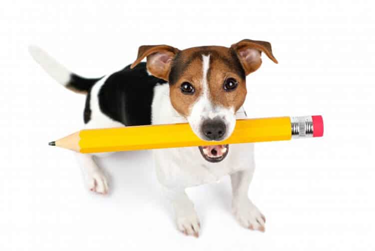 Terrier mit Stift im Maul_CM-Artikel erstellen