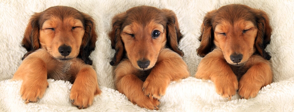 Beispiel schlafende Content Hunde wecken