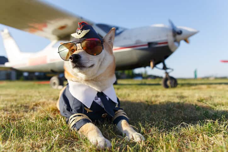 b2b-influencer-marketing_hund-als-pilot