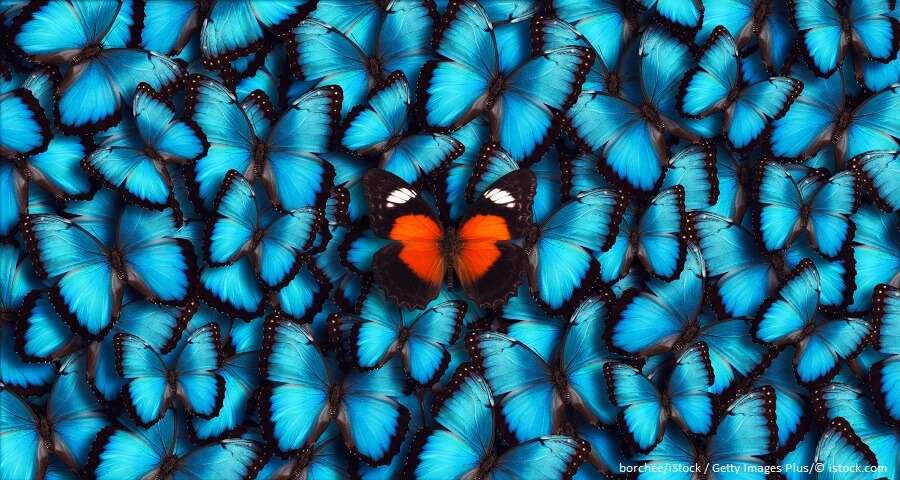 Schmetterling mit Alleinstellungsmerkmal