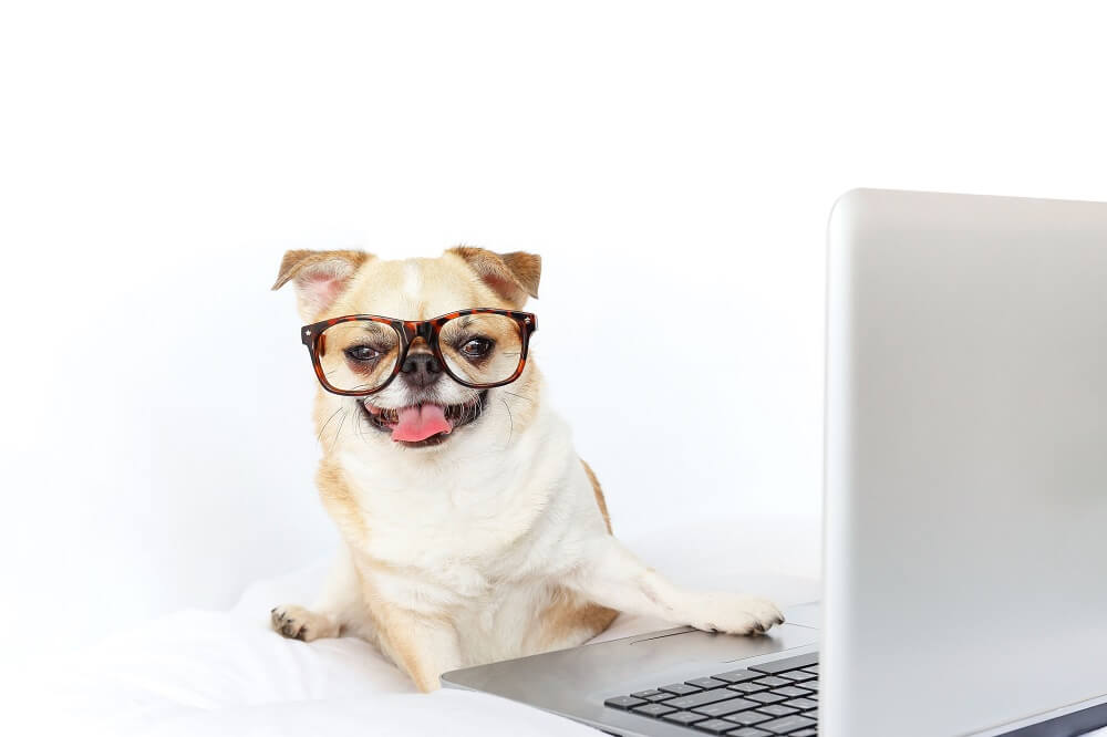 Hund programmiert Shoppable Content