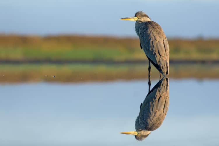 Vogel spiegelt sich im Wasser