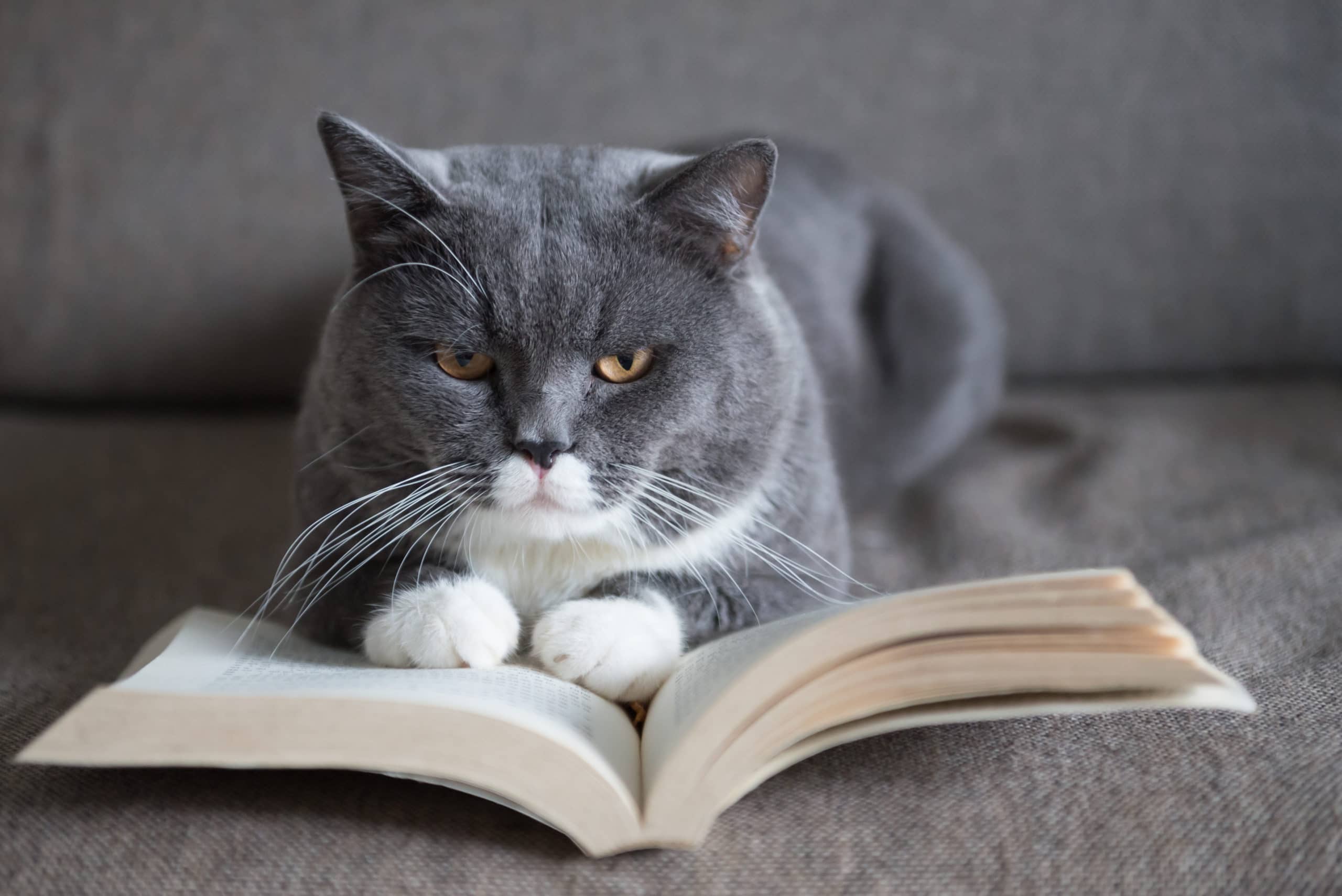 bild-einer-grauen-katze-die-ein-buch-liest