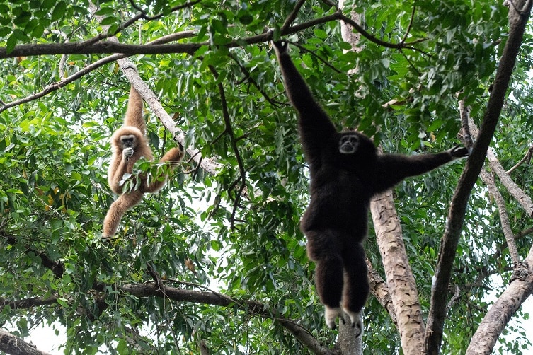 Affen schwingen sich durch den Dschungel