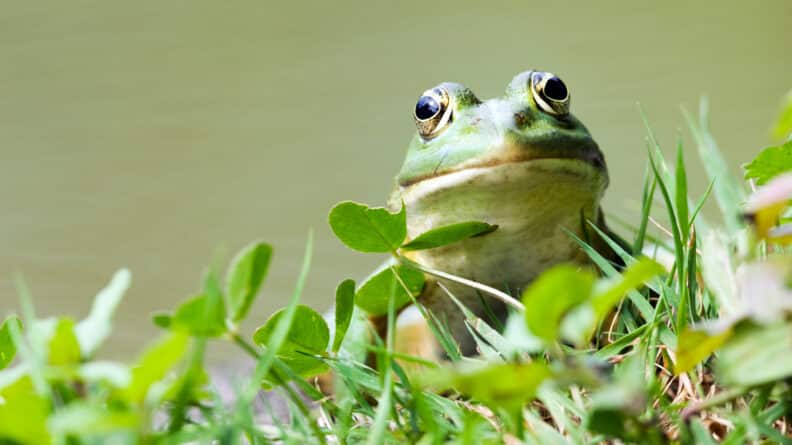 Die drei wichtigsten Screaming-Frog-Analysen für Deinen SEO-Erfolg im B2B