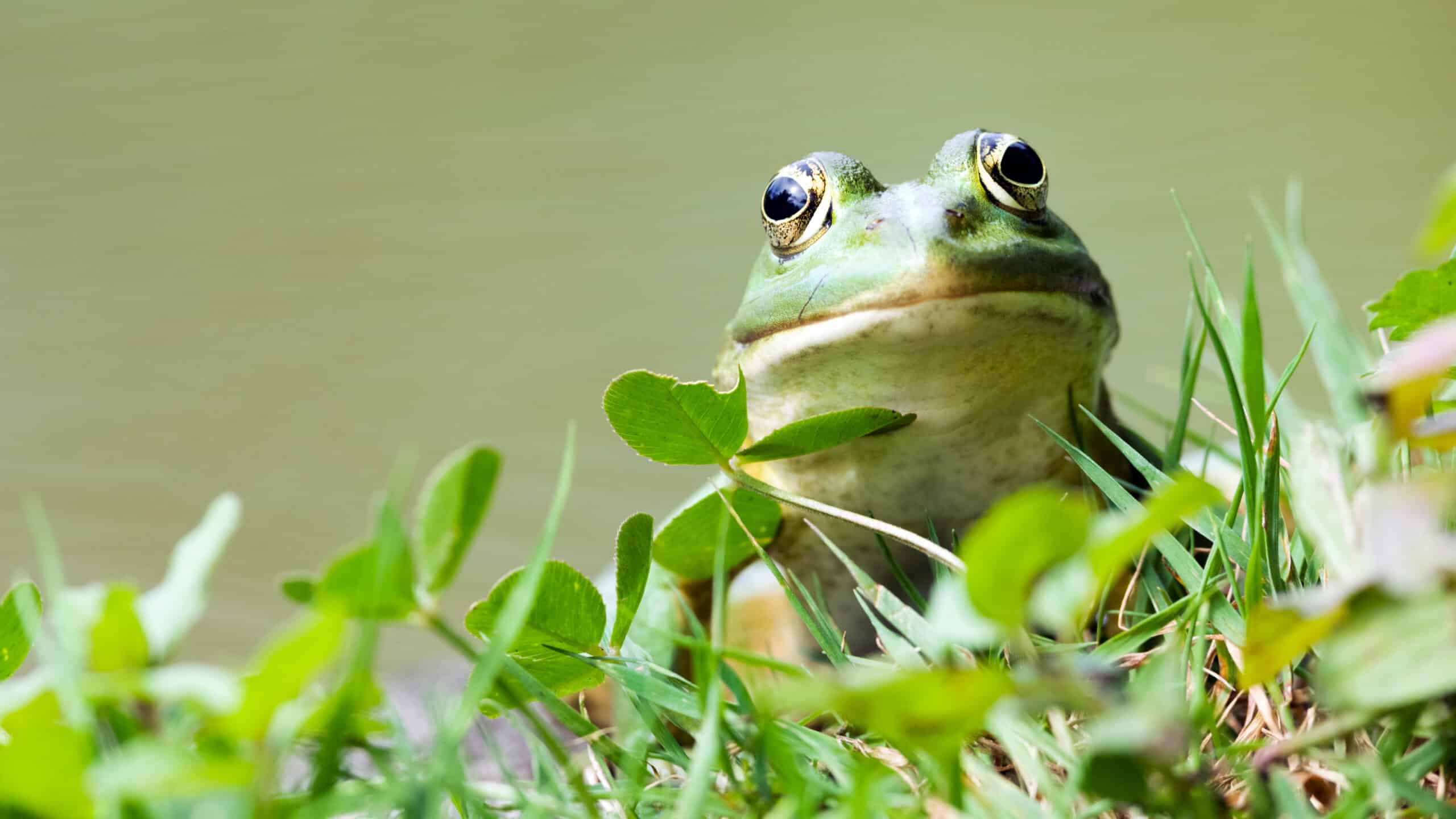 Frosch im Gras mit aufmerksamem Blick – Sinnbild für klaren Überblick in der B2B-SEO mit dem Screaming Frog